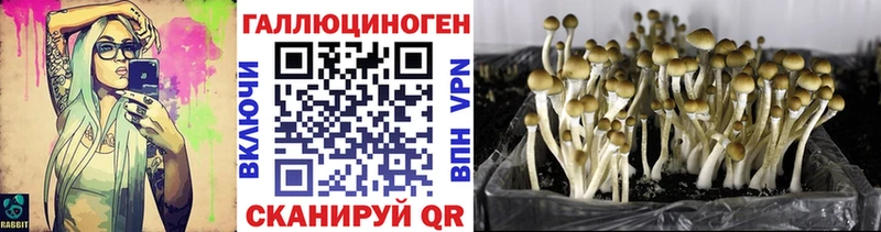Псилоцибиновые грибы MAGIC MUSHROOMS  цены наркотик  Болохово 